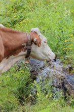 A Holstein-Friesian cow stands on a green mountain pasture in the Eng valley, Austria, drinking