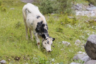 A cow grazes on a green mountain pasture in the Eng valley, Austria