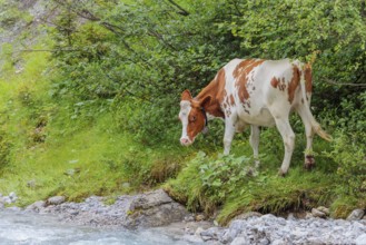 Holstein Friesian cattle standing next to a creek. Eng valley, Austria