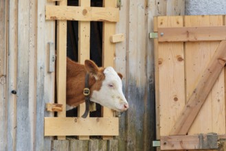 A Holstein-Friesian calf sticks its head through a wooden fence in the barn wall and looks out. Eng