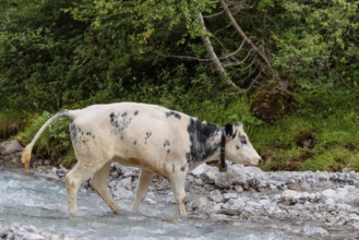 A cow crosses a creek on an alpine pasture. Eng valley, Austria