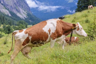 A Holstein Friesian cow walks across a meadow on a sunny day with an alpine mountains range in the