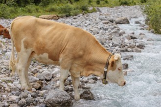 Holstein Friesian cattle crossing a creek on an alpine pasture. Eng valley, Austria