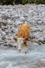 Holstein Friesian cattle crossing a creek on an alpine pasture. Eng valley, Austria