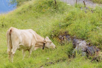 A Tyrolean Brown Swiss cow goes to a spring to drink. Eng Valley, Austria