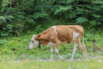 Holstein-Friesian cattle grazing on a mountain pasture in steep terrain. Eng Valley, Austria