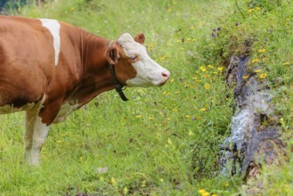 A Holstein-Friesian cow stands on a green mountain pasture in the Eng valley, Austria, drinking