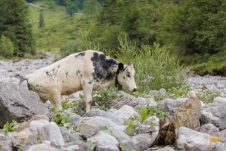 A cow crosses a creek on an alpine pasture. Eng valley, Austria