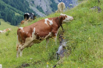 Mixed breeds of cattle grazing on a green mountain pasture in the Eng valley, Austria