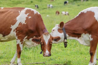 A Holstein Friesian cow grooms another cow standing in the meadow. Eng Valley, Austria