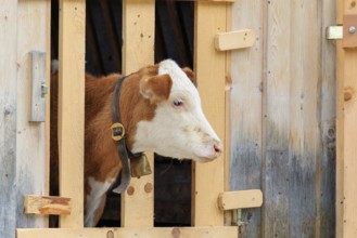 A Holstein-Friesian calf sticks its head through a wooden fence in the barn wall and looks out. Eng