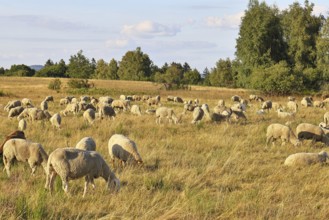 Flock of sheep in a heath landscape with heather (Calluna vulgaris) and birch trees and blue sky,