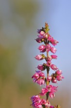 Flowering heather (Calluna vulgaris), heather, Trupacher Heide nature reserve, Siegen, North