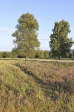 Heath landscape with heather (Calluna vulgaris) and birch trees and blue sky, Trupacher Heide