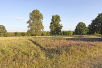 Heath landscape with heather (Calluna vulgaris) and birch trees and blue sky, Trupacher Heide