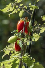 Ripe tomatoes (Solanum lycopersicum) on the plant, Bavaria, Germany