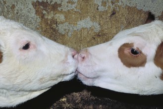 Two calves licking the milk from each other's snouts, Franconia, Bavaria, Germany