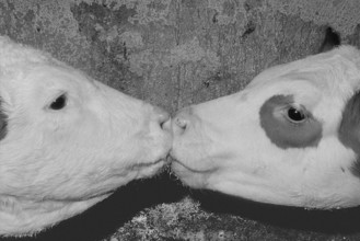 Two calves licking the milk from each other's snouts, black and white, Franconia, Bavaria, Germany