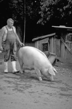 Farmer leading a sow on the farm, black and white, Bavaria, Germany
