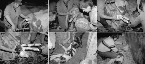 Birth of a calf in the. Cowshed, series, black and white, Franconia, Bavaria, Germany