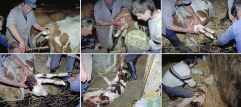 Birth of a calf in the. Cowshed, Series, Franconia, Bavaria, Germany