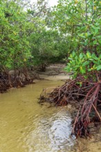 Entering the dense vegetation of the mangroves on Sargi beach in Serra Grande, Bahia, Brazil