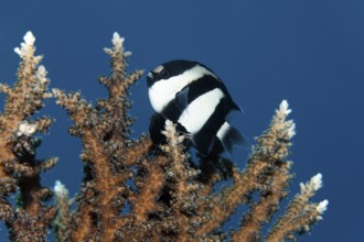 Three-banded damselfish (Dascyllus aruanus), Red Sea, Sharm el Sheik, Egypt
