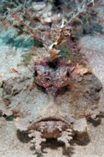 Portrait, Filamentous Devilfish (Inimicus filamentosus), on sandy bottom, Red Sea, Egypt
