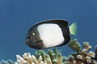 Red Sea Angelfish (Apolemichthys xanthotis), swimming over stony coral, Red Sea, Hurghada, Egypt