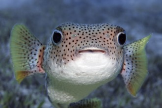 Portrait, Spot-fin porcupinefish (Diodon hystrix) swimming over coral reef, Sharm el Sheik, Egypt