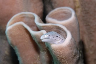 Geometric Moray (Gymnothorax griseus) looking out of a sponge, Red Sponge, Sharm el Sheik, Egypt
