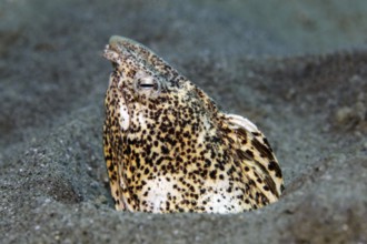 Marble snake eel (Callechelys marmorata) stretches its head out of the sandy bottom, Red Sea,