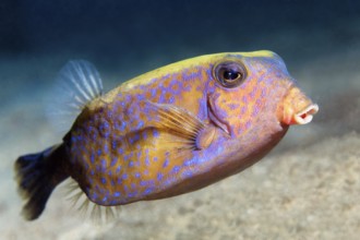 Arabian boxfish or blue-tailed boxfish (Ostracion cyanurus) swimming over sandy bottom, Red Sea,