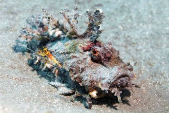 Filamentous devilfish (Inimicus filamentosus), on sandy bottom, Red Sea, Egypt
