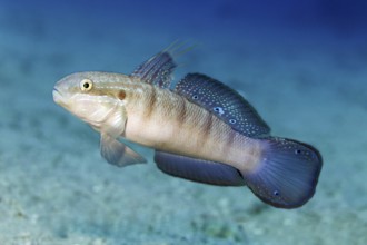 Butterfly goby, also known as green goby (Amblygobius albimaculatus), swims over sandy bottom, Red