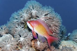 Jewelled flag perch (Pseudanthias squamipinnis), male, swimming in front of Xenia coral (Xenia sp