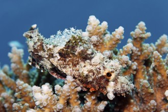 Juvenile Tassled Scorpionfish, (Scorpaenopsis barbata), juvenile, lurking well camouflaged in coral