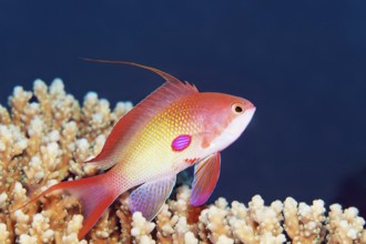 Jewelled flag perch (Pseudanthias squamipinnis), male, swimming over coral, Red Sea, Egypt