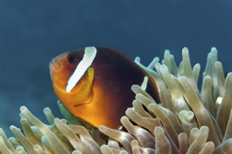 Red Sea anemonefish, (Amphiprion bicinctus), in its magnificent anemone, (Heterctis magnifica), Red