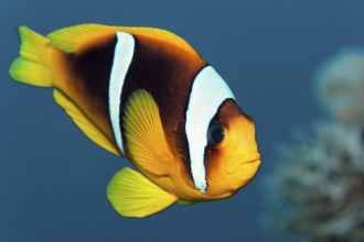Red Sea Anemonefish, (Amphiprion bicinctus), swimming over coral reef, Red Sea, Egypt