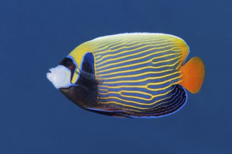 Emperor angelfish (Pomacanthus imperator) swimming in blue water, Red Sea, Sharm el Sheik, Egypt