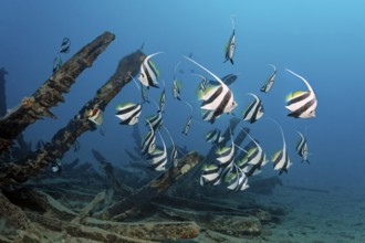Schooling bannerfish (Heniochus diphreutes) seeks shelter in an old wooden shipwreck, Red Sea, Port