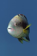 Portrait, Abudjubbe's damselfish (Cheilinus abudjubbe), swimming in blue water, Red Sea, Sharm el