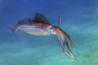 Large fin squid (Sepiotheutis lessoniana), swimming over sandy bottom, Red Sea, Port Safage, Egypt