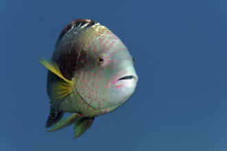 Portrait, Abudjubbe's damselfish (Cheilinus abudjubbe), swimming in blue water, Red Sea, Sharm el