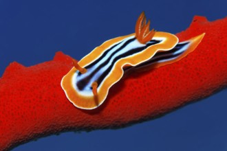 Pyjama nudibranch (Chromodoris quadricolo) crawling over fire sponge (Latrunculia magnifica, Red