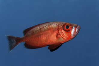Reef bigeye perch (Priacanthus hamrur) swimming in blue water, Sharm el Sheik, Egypt