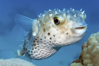 Yellow-spotted hogfish (Cyclichthys spilostylus) swimming over coral reef, Red Sea, Sharm el Sheik,
