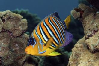 Peacock angelfish (Pygoplites diacanthus) swimming over coral reef with disc anemone (Discosoma