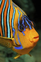 Portrait Peacock Angelfish (Pygoplites diacanthus) Red Sea, Sharm el Sheik, Egypt